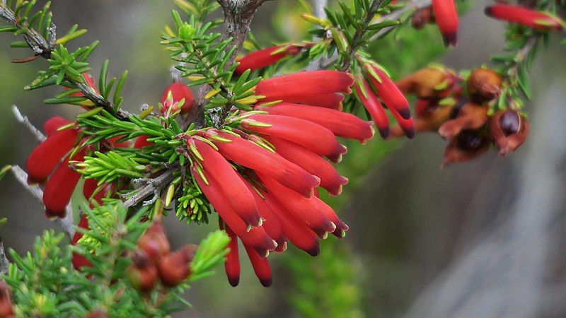 File:Erica chloroloma00.jpg