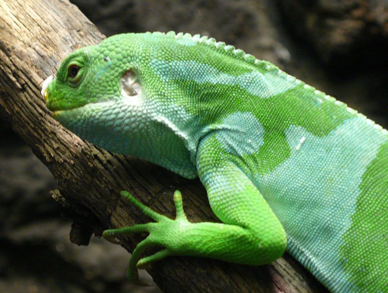 File:Fiji Banded Iguana.jpg