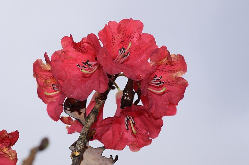 File:Flower of Rhododendron.jpg