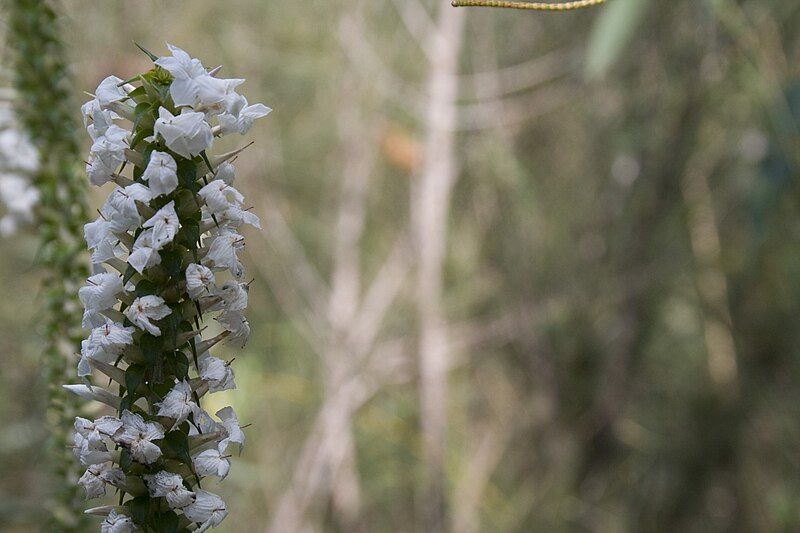 File:Flower thingy.jpg