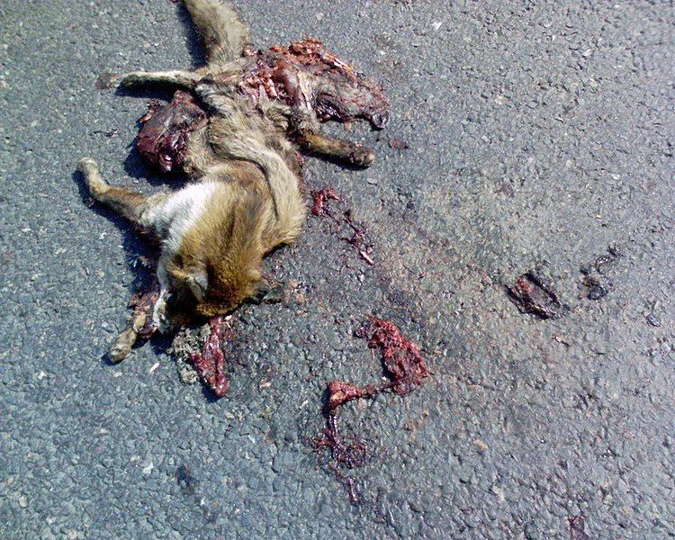 File:Fox road kill.JPG