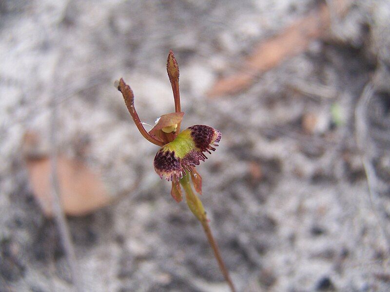 File:Fringed Hare Orchid.JPG