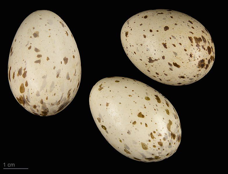 File:Gallirallus philippensis MHNT.ZOO.2010.11.69.7.jpg