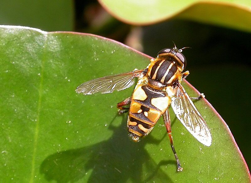 File:Helophilus pendulus.jpg