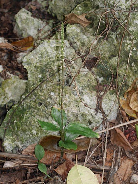 File:Hetaeria oblongifolia 10064637.jpg