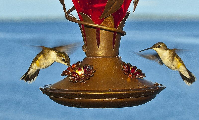 File:Hummingbirds at feeder.jpg