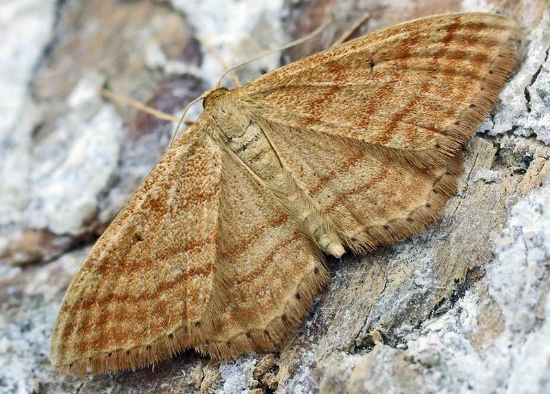 File:Idaea ochrata01.jpg