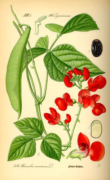 File:Illustration Phaseolus coccineus0.jpg