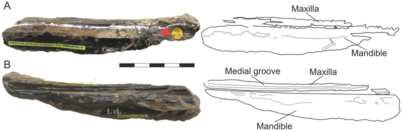 File:Istiodactylus jaw fragment.png