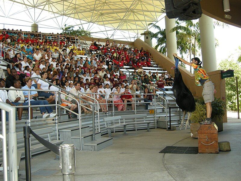 File:Jungle Island Cassowary.jpg