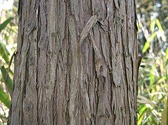 Bark