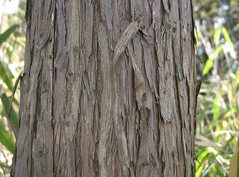 File:Juniperus rigida1.jpg