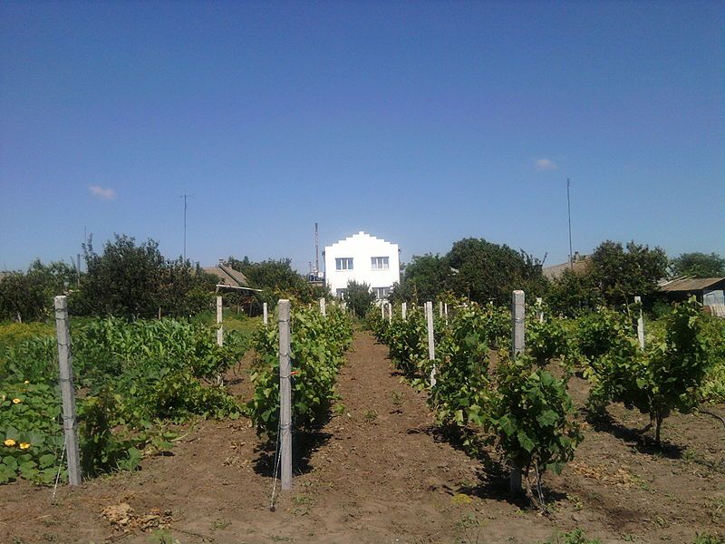 File:Kosivka vineyard 2010.jpg