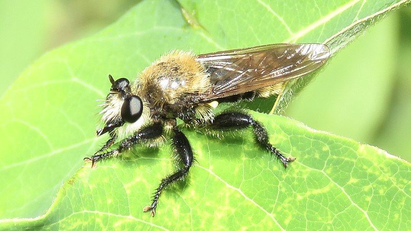 File:Laphria posticata.jpg