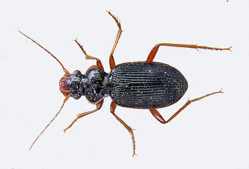 File:Leistus rufomarginatus up.jpg