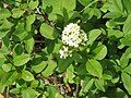 Ligustrum ovalifolium