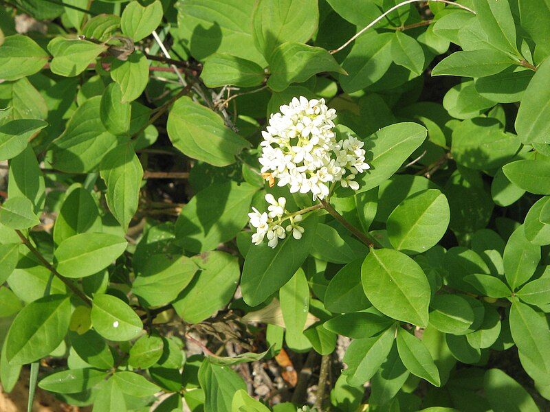 File:Ligustrum ovalifolium001.jpg