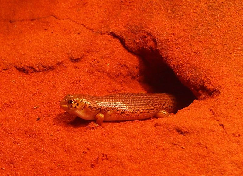 File:Liopholis inornata.jpg