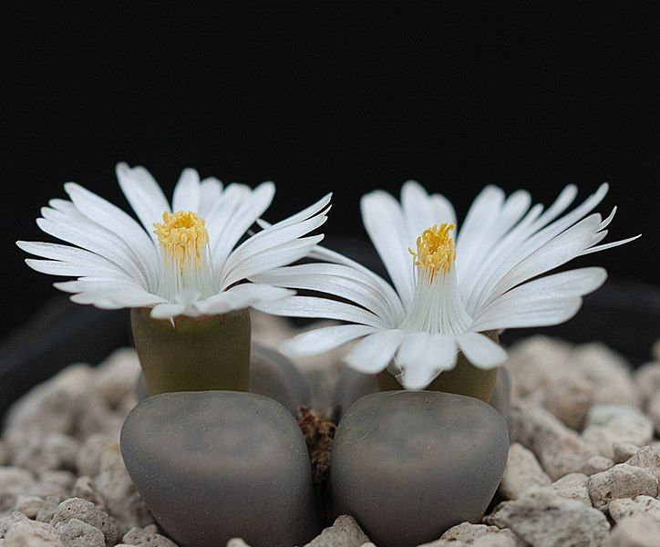 File:Lithops karasmontana "opalina".jpg