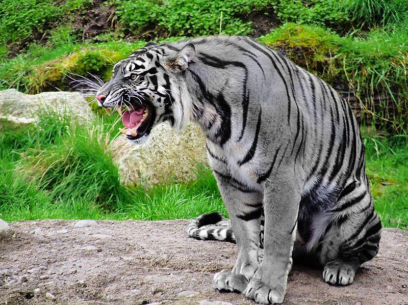 File:Maltese Tiger.jpg