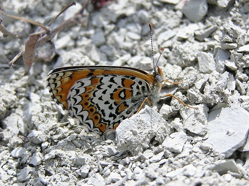 File:Melitaea arduinna.jpg