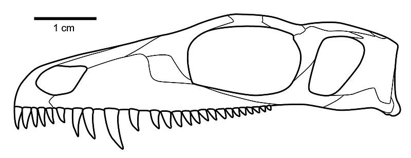 File:Mesenosaurus romeri skull.jpg