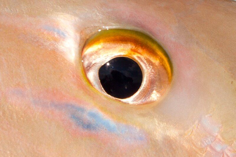 File:Mutton-snapper-eye-closeup.jpg