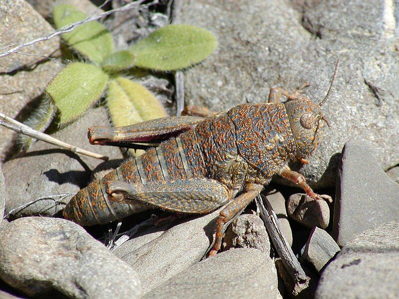 File:NZAcrididae5.JPG