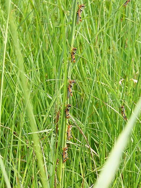 File:Nomadacris septemfasciata hoppers.jpg