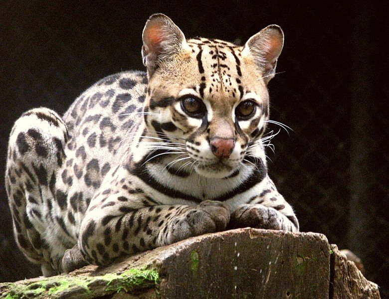 File:Ocelot (Leopardus pardalis)-8.jpg