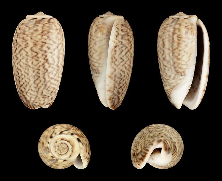 File:Oliva mustelina 01.JPG