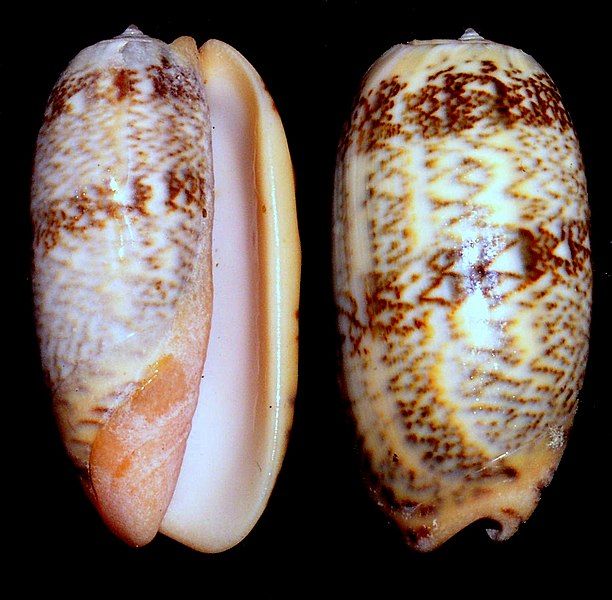 File:Oliva vidua.shell001.jpg