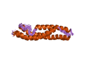 1wlx: Solution structure of the third spectrin repeat of alpha-actinin-4