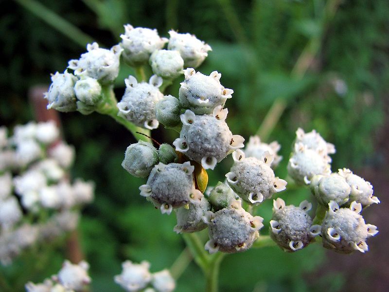 File:Parthenium-integrifolium-wild-quinine-0a.jpg