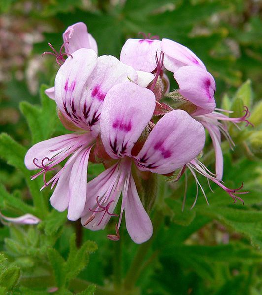 File:Pelargonium graveolens 4.jpg