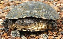 Photograph of a pleurodiran with its head and neck folded toward the side