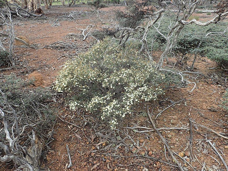 File:Phebalium tuberculosum habit.jpg