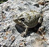 Short-tailed horned lizard (P. braconnieri), Oaxaca, Mexico (20 May 2013).