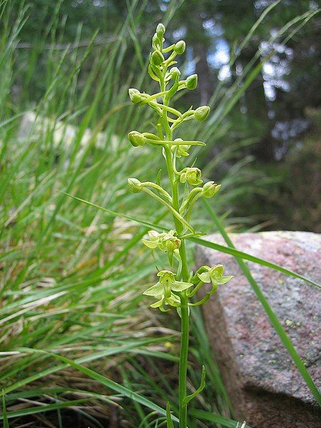 File:Platanthera algeriensis.jpg