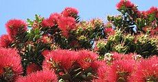 pōhutukawa