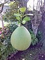 Pomelo fruit in article Pomelo