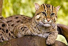 A fishing cat laying on a large rocky surface