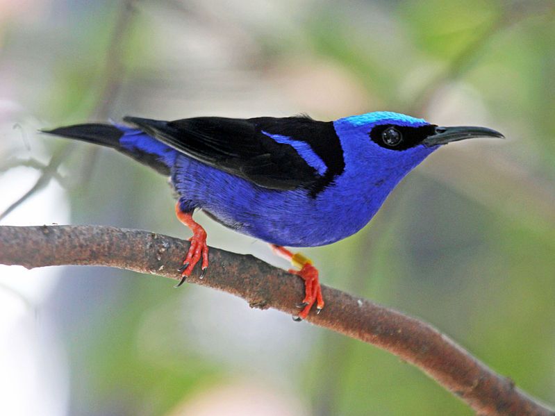 File:Red-legged Honeycreeper RWD12b.jpg