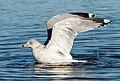 Image 10Ring-billed gull preening/bathing in Marine Park, Brooklyn