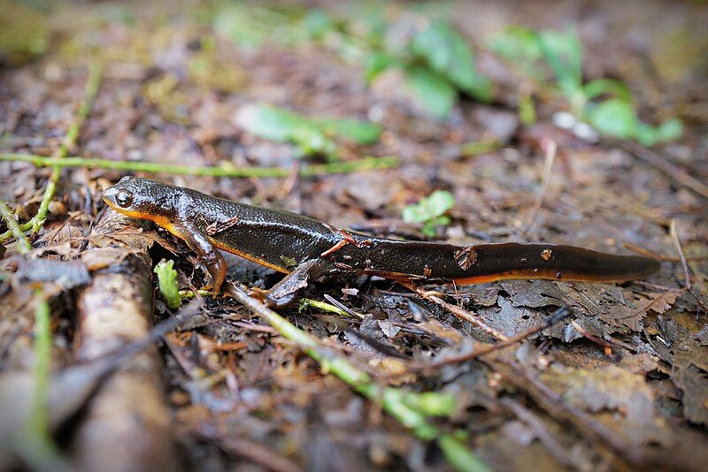 File:Rough-skinned-newt-taricha-granulosa.jpg