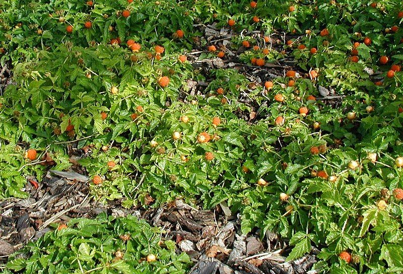 File:Rubus-xanthocarpus-habitus.JPG