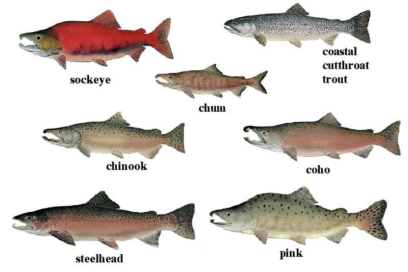 File:Salmon 01.jpg