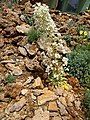 Saxifraga longifolia