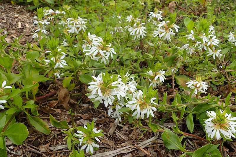 File:Scaevola gracilis kz1.jpg