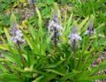 Scilla hyacinthoides